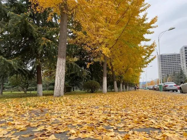 艺术类冷门本科学校_本科冷门艺术教育专业学什么_本科艺术教育专业冷门吗