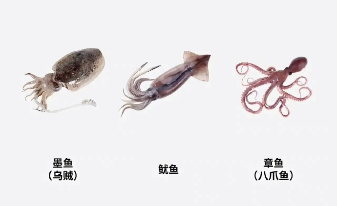 词汇学习 墨鱼 Cuttlefish 鱿鱼 Squid 章鱼 Octopus