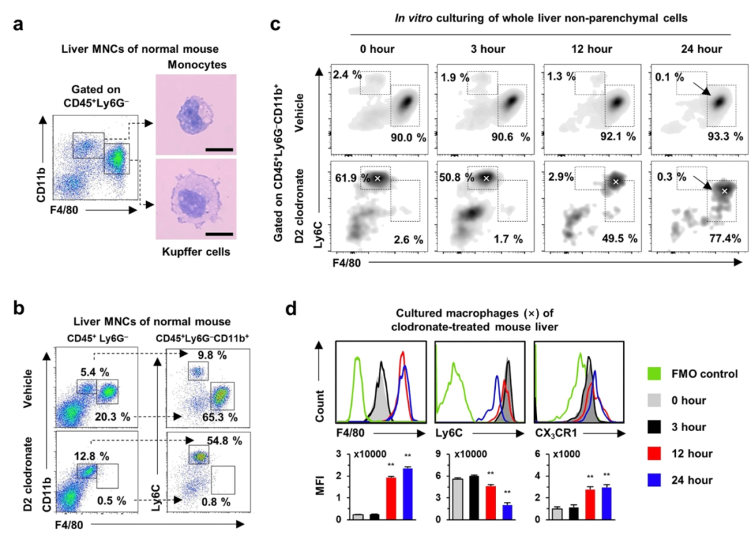 組織駐留巨噬細胞（tissue-resident macrophages ，RTMs）的一個marker：CX3CR1