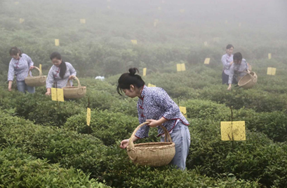 安化：茶旅融合  貧困大眾吃上了「旅遊飯」 旅遊 第1張