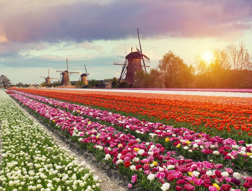 這裡有世上最美的春天，一花一世界，一水一荷蘭！ 未分類 第3張