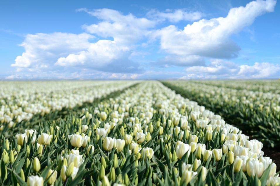 這裡有世上最美的春天，一花一世界，一水一荷蘭！ 未分類 第6張