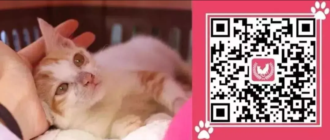 珠海急诊宠物医院名录插图8