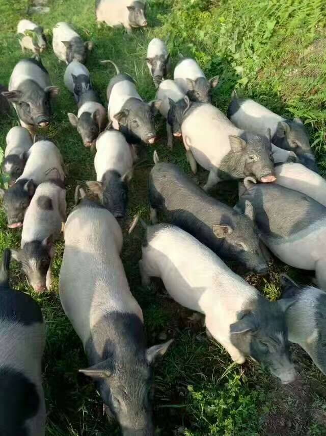 淮口有生态放养巴马香猪,你知道么.