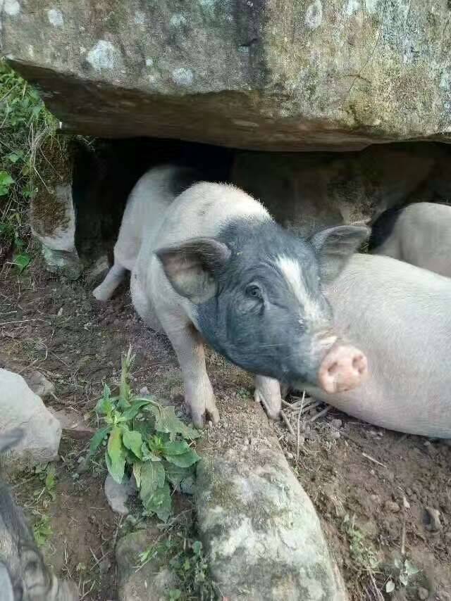 淮口有生态放养巴马香猪,你知道么.