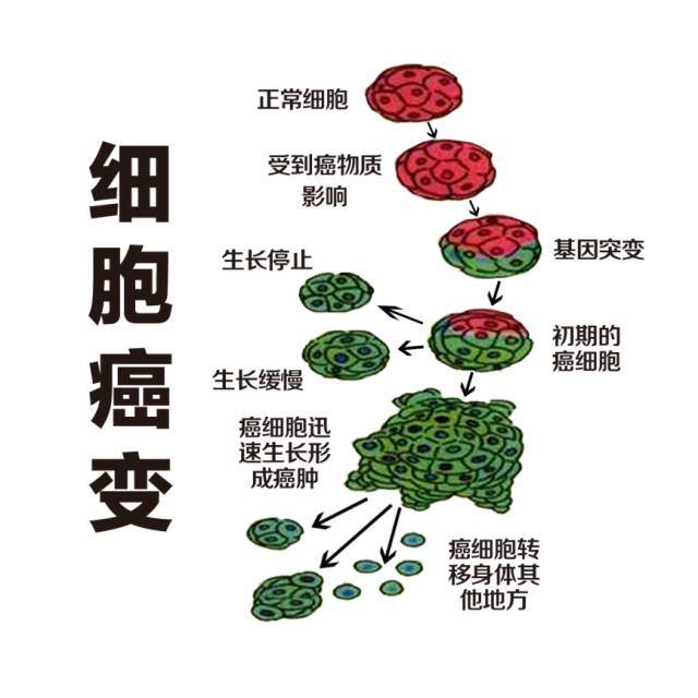 实验数据证明：防癌抗癌，海参的功效十分显著！
