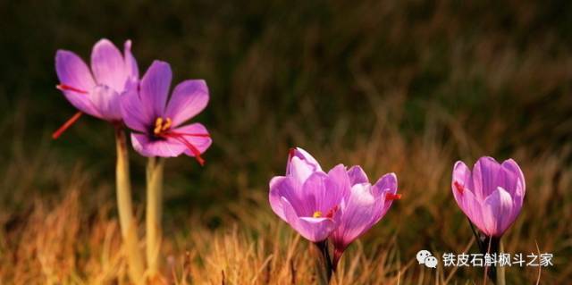 藏红花，子宫肌瘤的克星！女人服用有这十大好处！