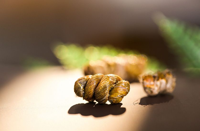 胃病、糖尿病、肝病？每天吃它就能预防改善,可惜还有很多人不知