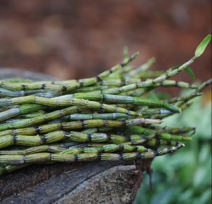 吃铁皮石斛7天、30天、100天......这些变化身体感受