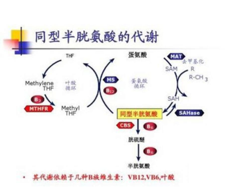 同型半氨酸怎么化验【医疗保障部专栏一】同型半胱氨酸——准备怀孕？健康体检？别忘记化验这个项目哦_https://www.jmylbn.com_新闻资讯_第6张