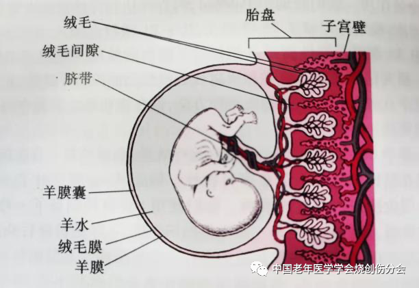 【科技前沿】羊膜与创面修复