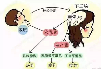 催产素还能催乳真是一对黄金搭档