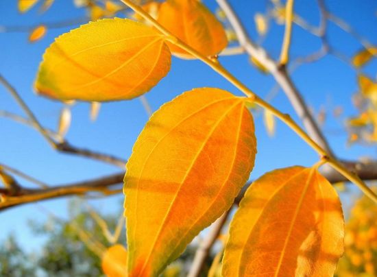 夜听：秋分时节，与你共赏人间清秋