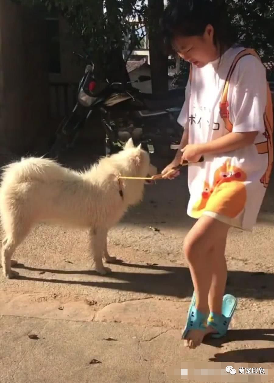 呆萌小姐姐遛薩摩，看到她的鞋子瞬間笑噴…… 寵物 第2張