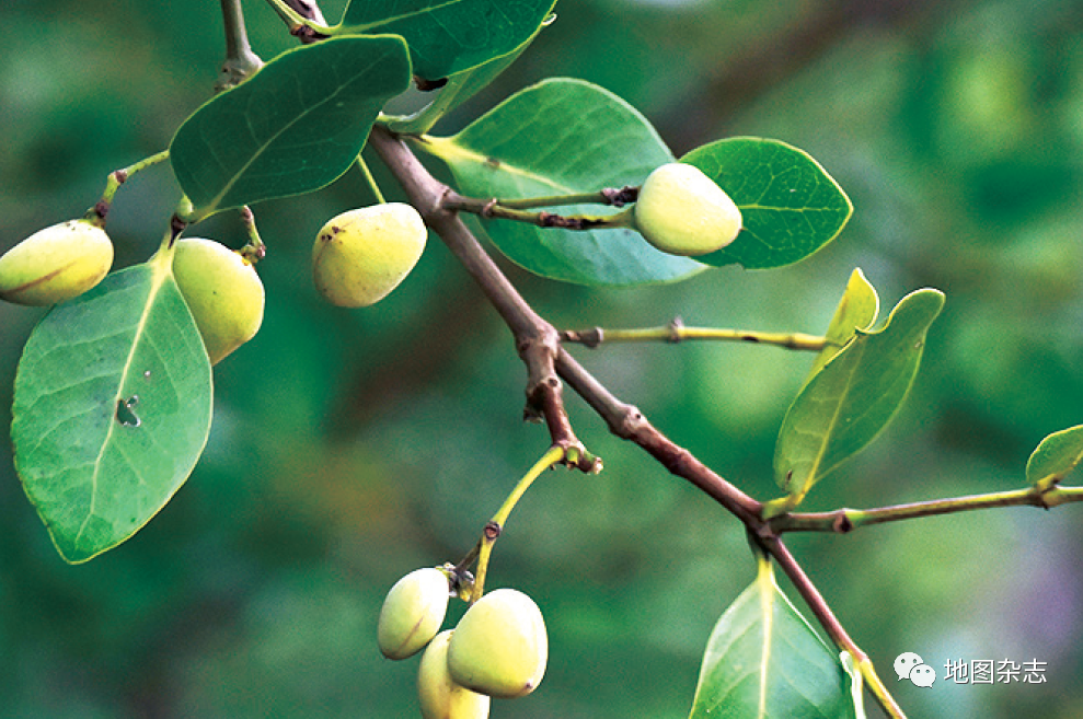"最美的海上森林"——红树林 - 科普动态 - 中国测绘学会