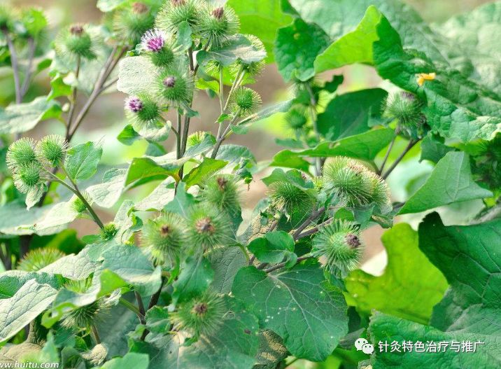 每日一药 牛蒡子不传之秘四大功效及使用方法 针灸特色治疗与推广 微信公众号文章阅读 Wemp