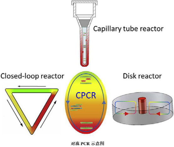 pcr管是什么各具特色的PCR反应管_https://www.jmylbn.com_新闻资讯_第4张