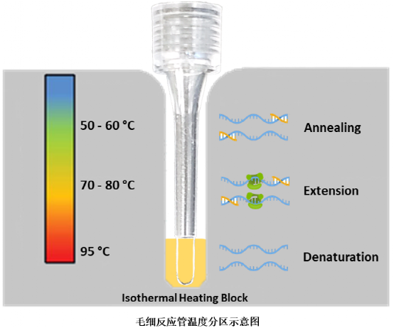 pcr管是什么各具特色的PCR反应管_https://www.jmylbn.com_新闻资讯_第5张