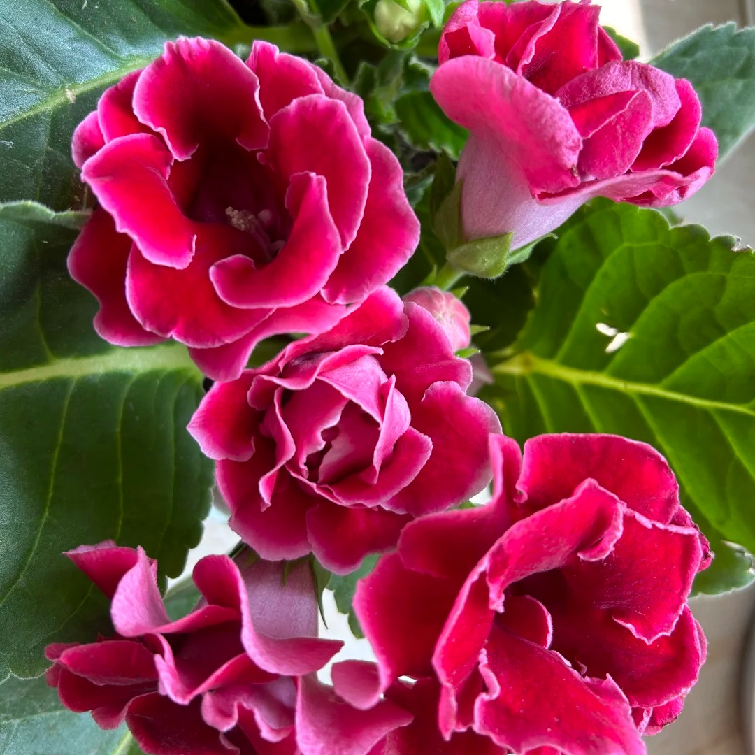 群玉花卉绿植
