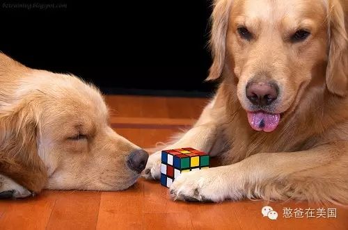 魔方只是一个玩具？它还有很多神奇的教学功能哦！