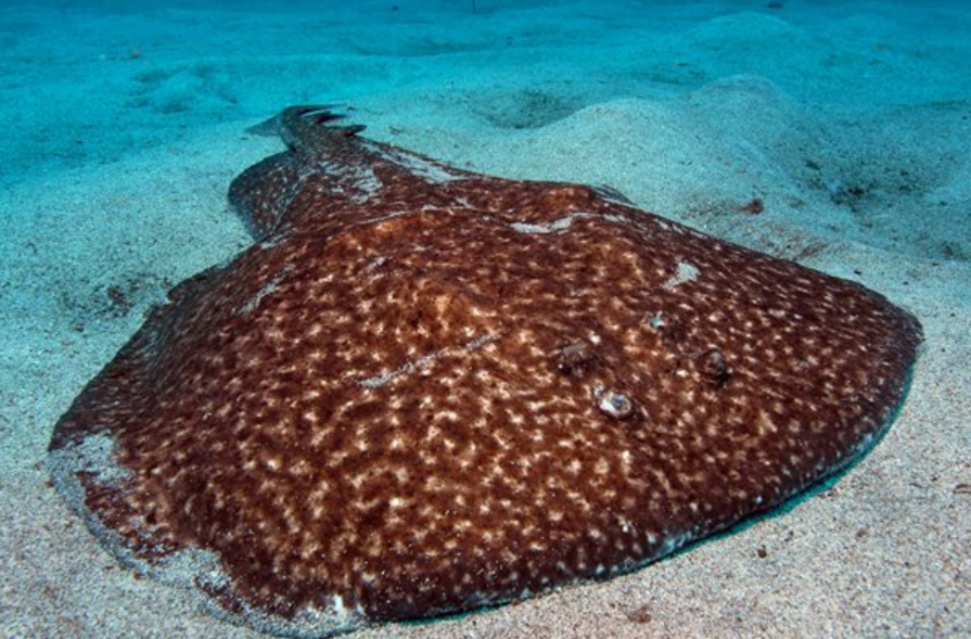 放电高手除了电鳗还有