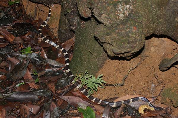 银环蛇 图自wiki