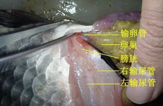 鱼在水中游排尿很自由