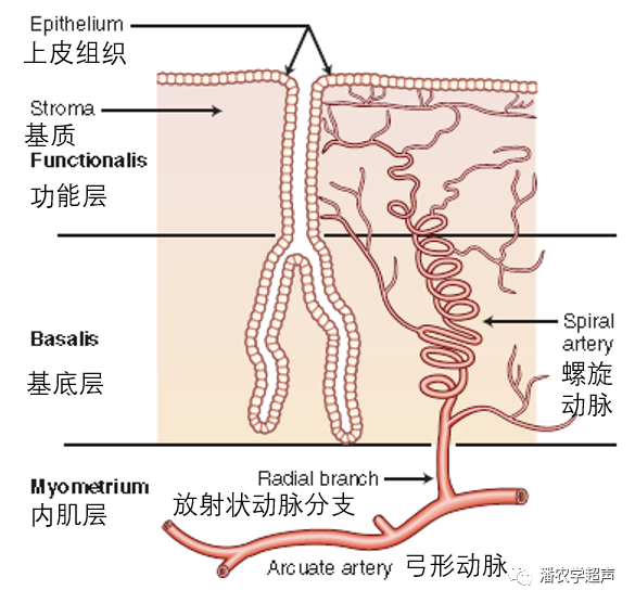 彩超怎么设置频率子宫内膜容受性彩超检查_https://www.jmylbn.com_新闻资讯_第4张