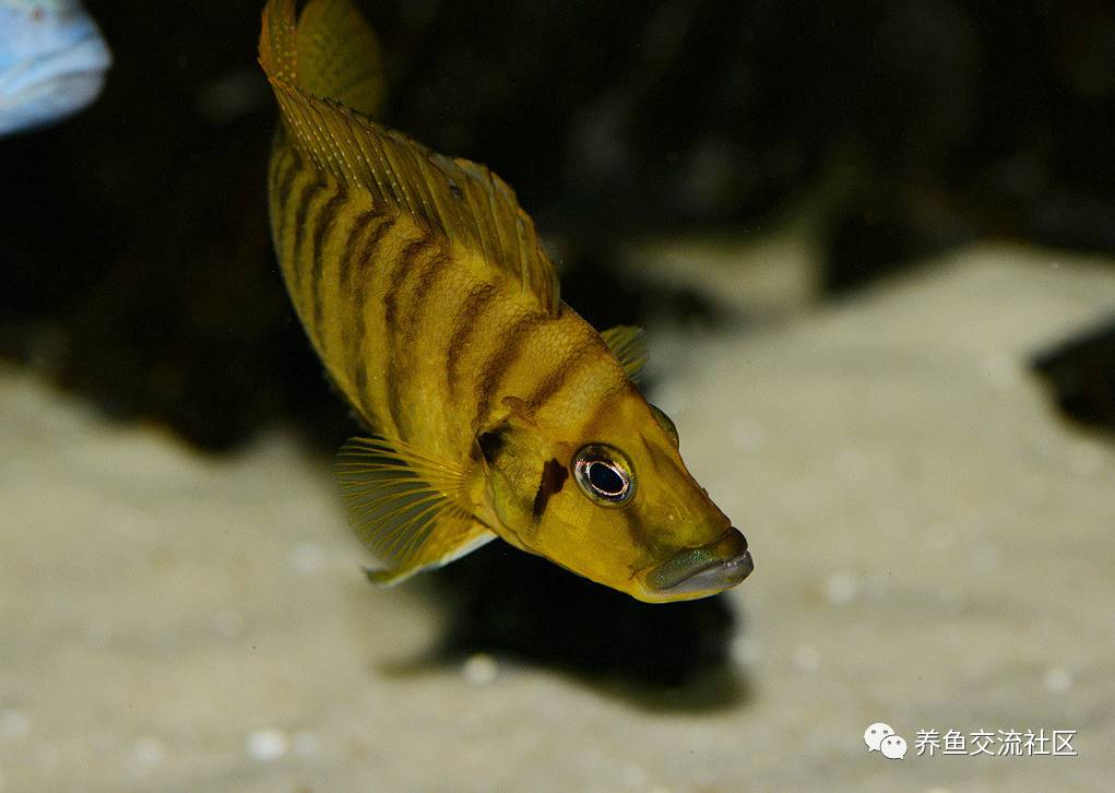 三湖珍珠虎图鉴