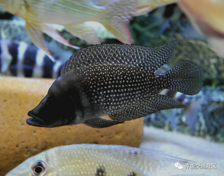 三湖珍珠虎图鉴