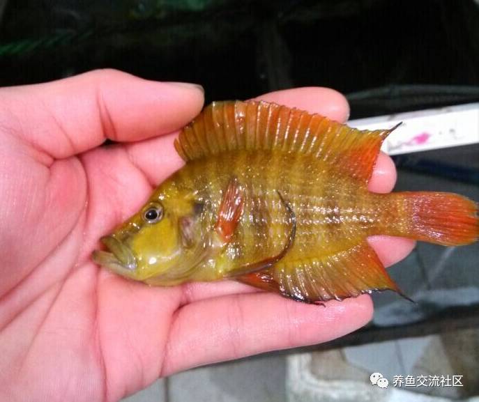 三湖珍珠虎图鉴