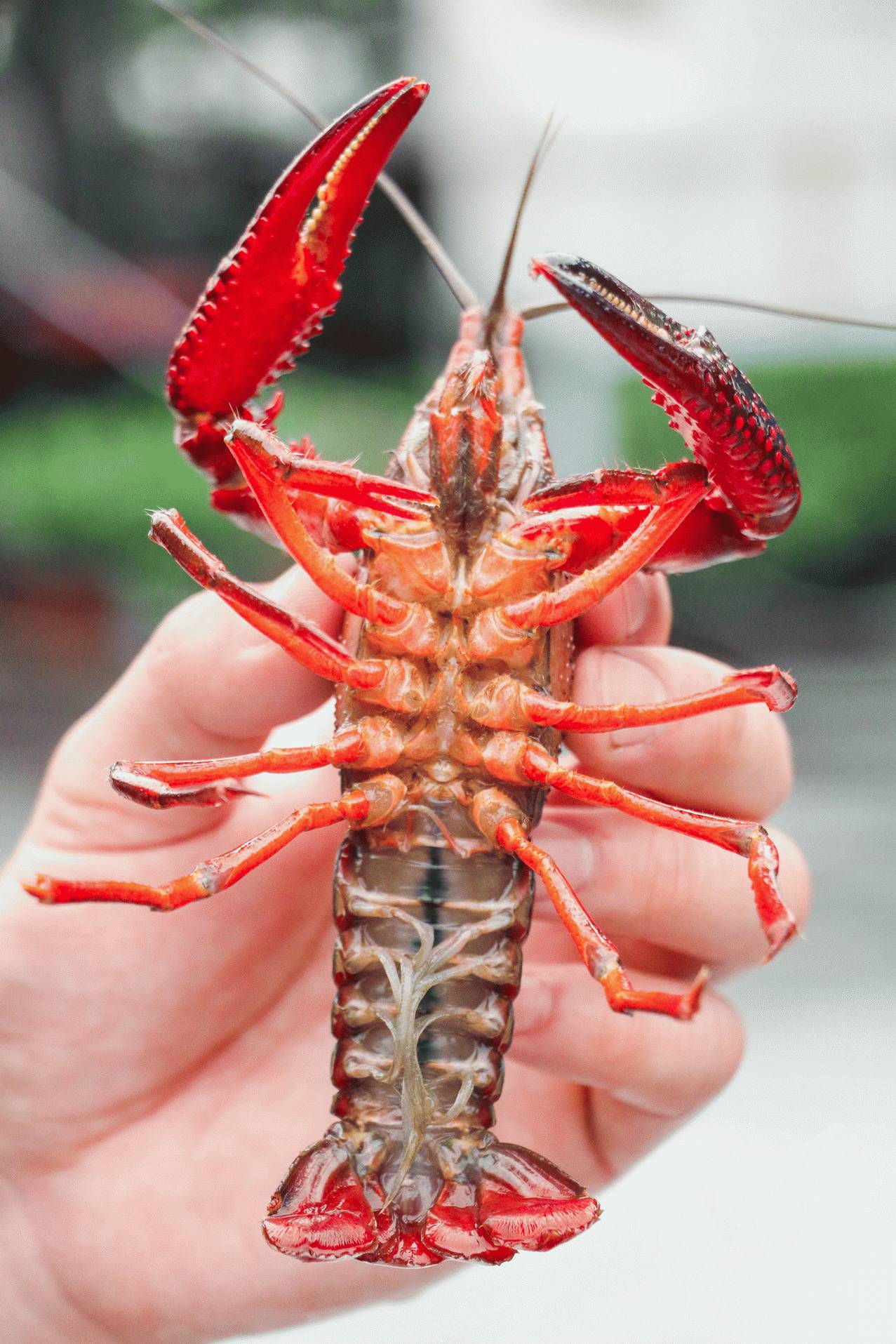 2017成都潮生活小龙虾节 | ta誓要成为成都东门小龙虾扛把子!