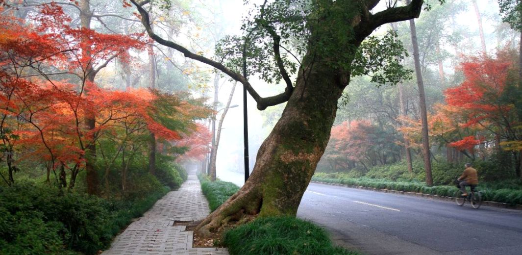 降溫降雨+大風明天到!杭州本月全是雨!但只要你敢出門!現在的杭州讓你驚艷! 旅遊 第8張