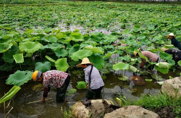 致富经养甲鱼视频播放_致富经甲鱼养殖视频_致富经甲鱼