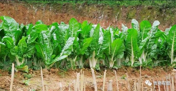 肥菜的学名叫莙莙菜一般选取的青菜要以肥菜最为肥美做这个美食(图