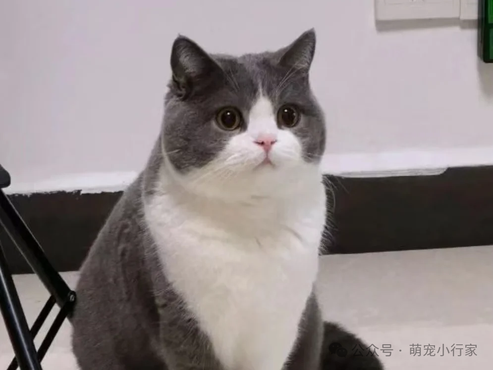 怎么确定猫认主人了