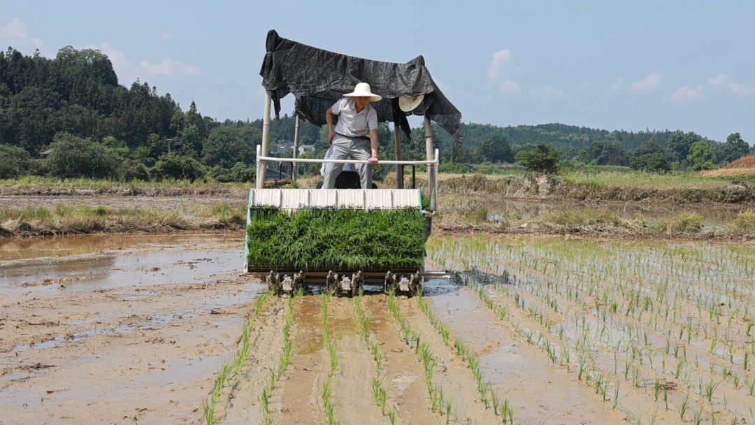 黎平水稻移栽机械化粮食生产有保障