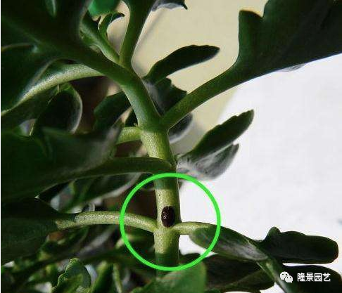 客厅的盆栽植物养护的小技巧