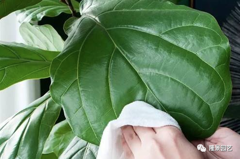 客厅的盆栽植物养护的小技巧