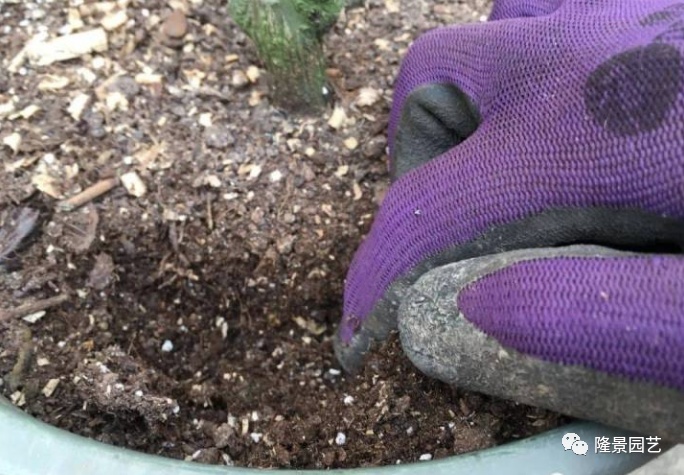 客厅的盆栽植物养护的小技巧