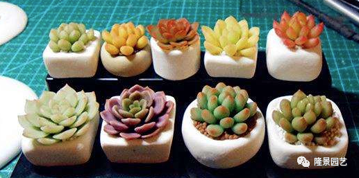 客厅的盆栽植物养护的小技巧