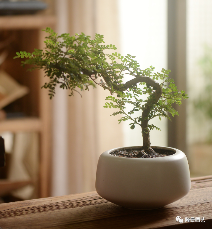 客厅的盆栽植物养护的小技巧