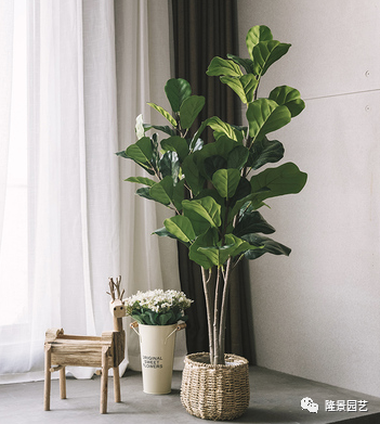 客厅的盆栽植物养护的小技巧