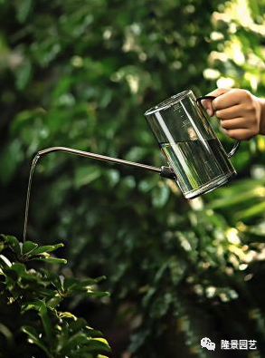 客厅的盆栽植物养护的小技巧