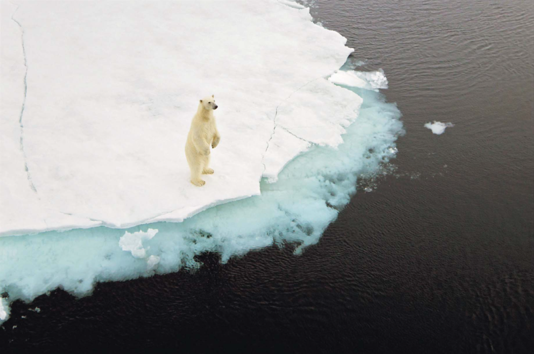 全球气候变化威胁北极熊的未来 New York Times 英文杂志精选 微信公众号文章阅读 Wemp
