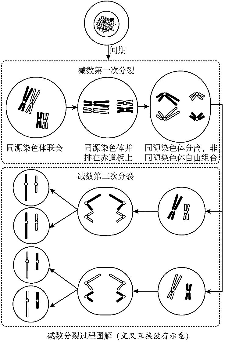 暑假复习 2 1减数分裂与受精作用 生物100 微信公众号文章阅读 Wemp