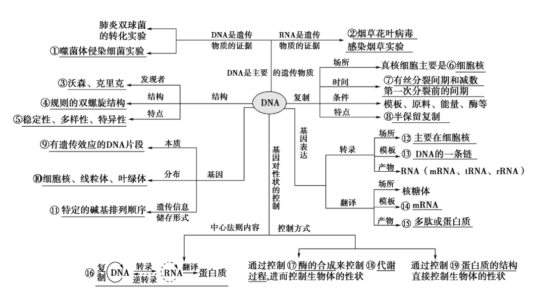 遗传的分子基础考生必看