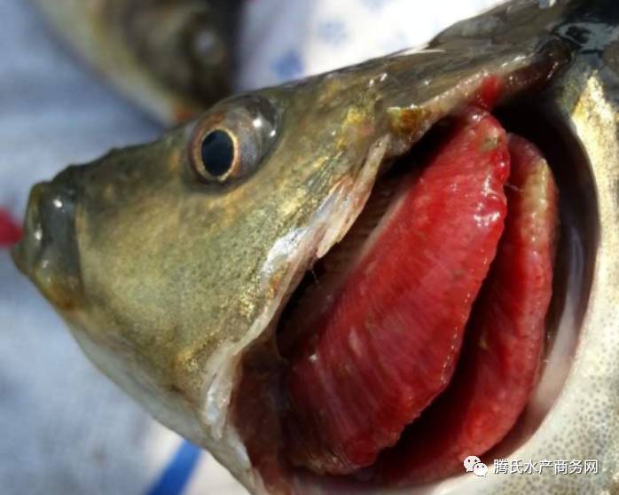 发病鱼鳃丝肿胀,粘液增多