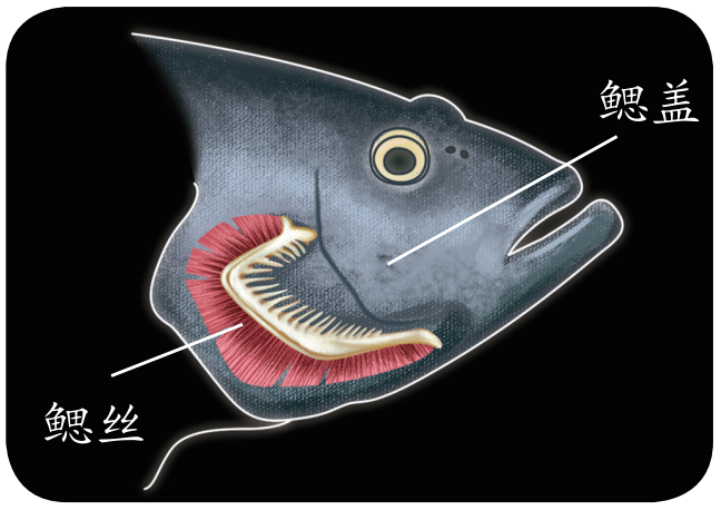 别笑 它们真用 屁股 呼吸 全网搜