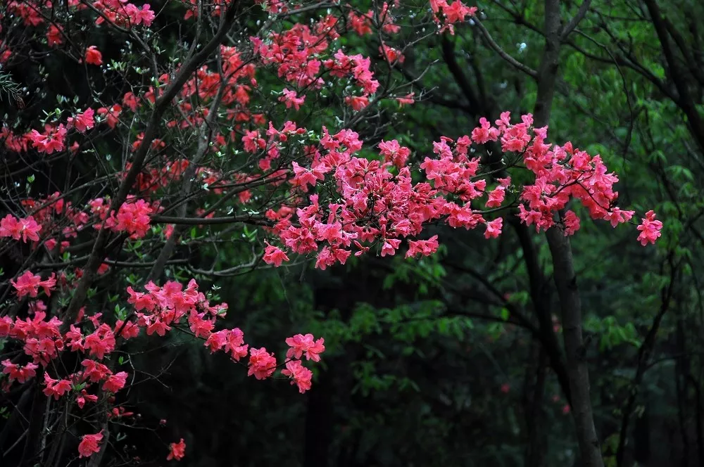 富阳代表花图片